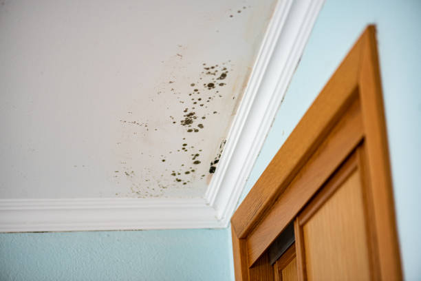 Attic Mold Removal in Brice Prairie, WI