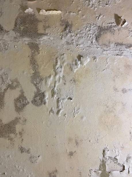 Mold Removal and Inspection in Brice Prairie, WI